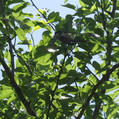 Poecile carolinensis