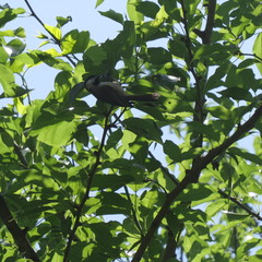 Poecile carolinensis