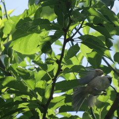 Poecile carolinensis