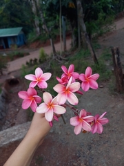 Plumeria rubra image