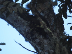 Sciurus granatensis