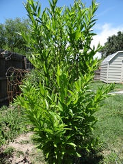 Cephalanthus salicifolius