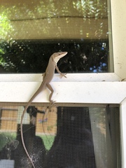 Anolis carolinensis
