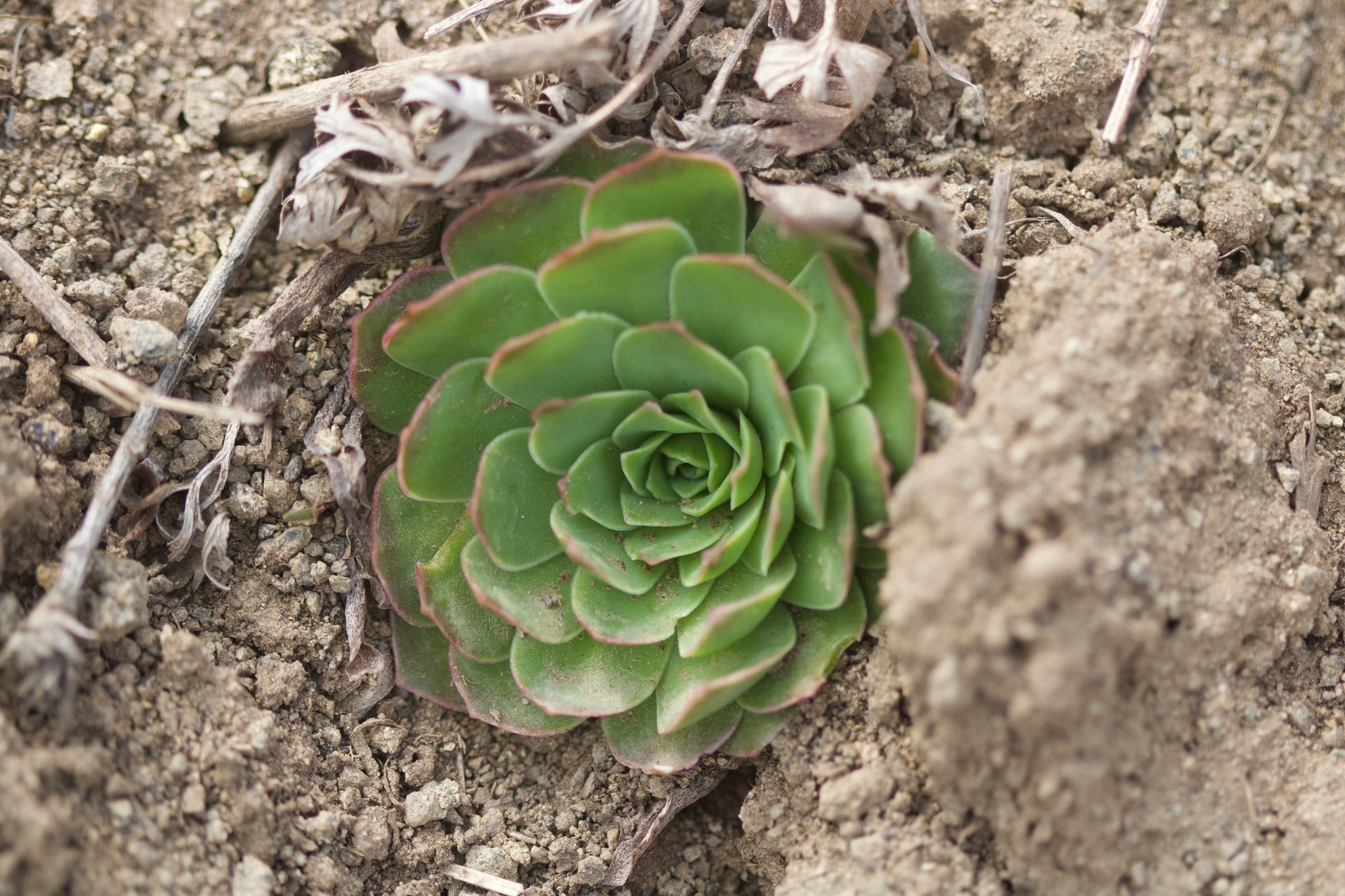 Imagem de Orostachys malacophylla não possui um nome popular amplamente reconhecido no Brasil