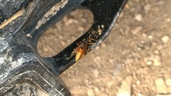 Polistes comanchus comanchus