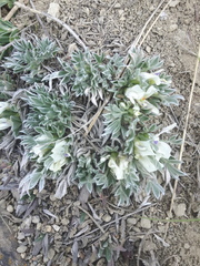 Astragalus gilviflorus