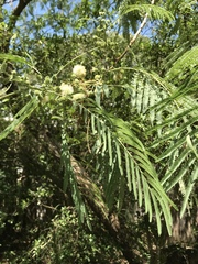 Leucaena pulverulenta