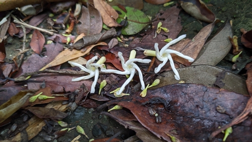 Anodendron benthamianum (Anodendron benthamianum)