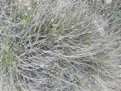 Carex filifolia