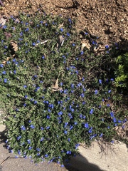Lithodora