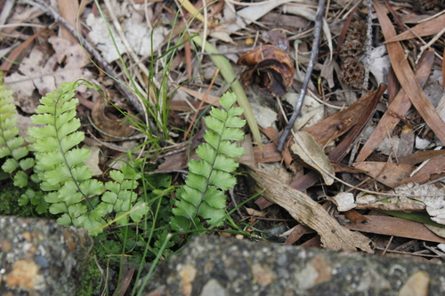 Adiantum fournieri observed 2024-03-28