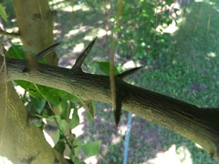Citrus paridisi