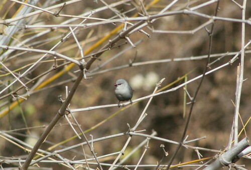 Lavender Waxbill (Glaucestrilda caerulescens), photo 7