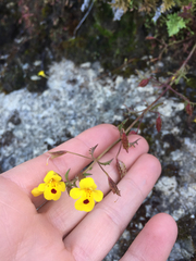 Erythranthe laciniata