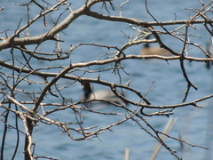 Aythya americana