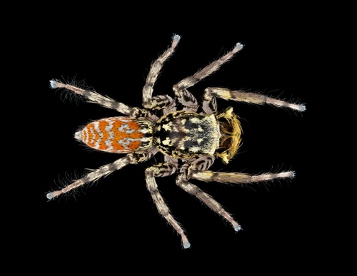 Dimorphic Jumping Spider, photo 5 of 10