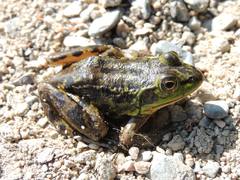 Lithobates septentrionalis