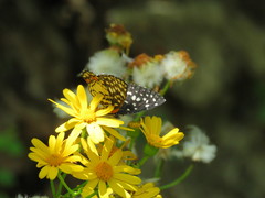 Chlosyne melitaeoides