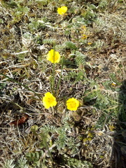Potentilla candicans