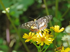 Chlosyne melitaeoides