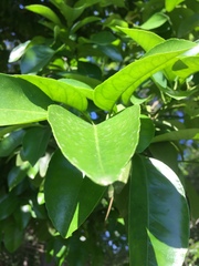 Citrus paridisi