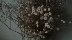 Gypsophila paniculata