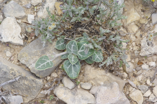 Image of Acleisanthes crassifolia by (c) Michelle W. （鍾偉瑋）, some rights reserved (CC BY)