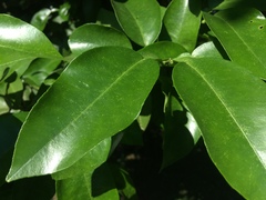 Citrus paridisi