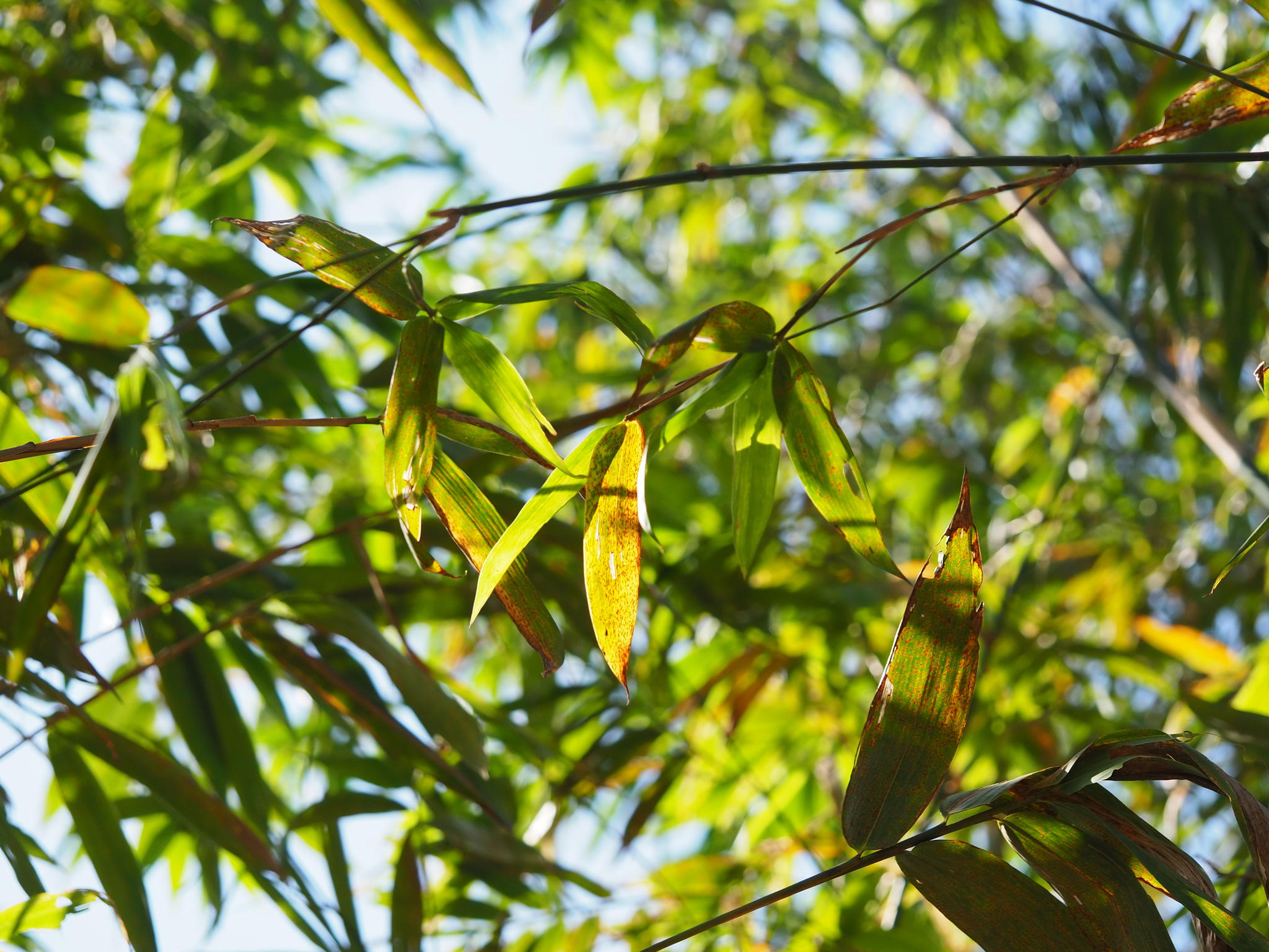 Bambusa oldhamii
