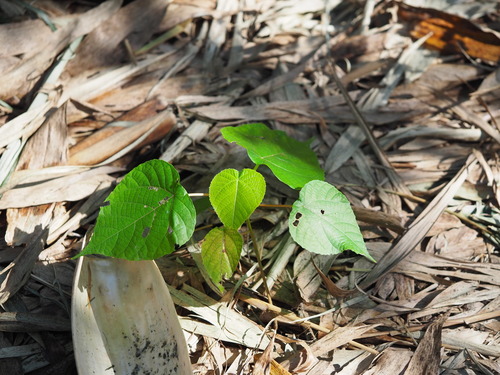 Macaranga tanarius