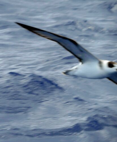White-necked Petrel (Pterodroma cervicalis)