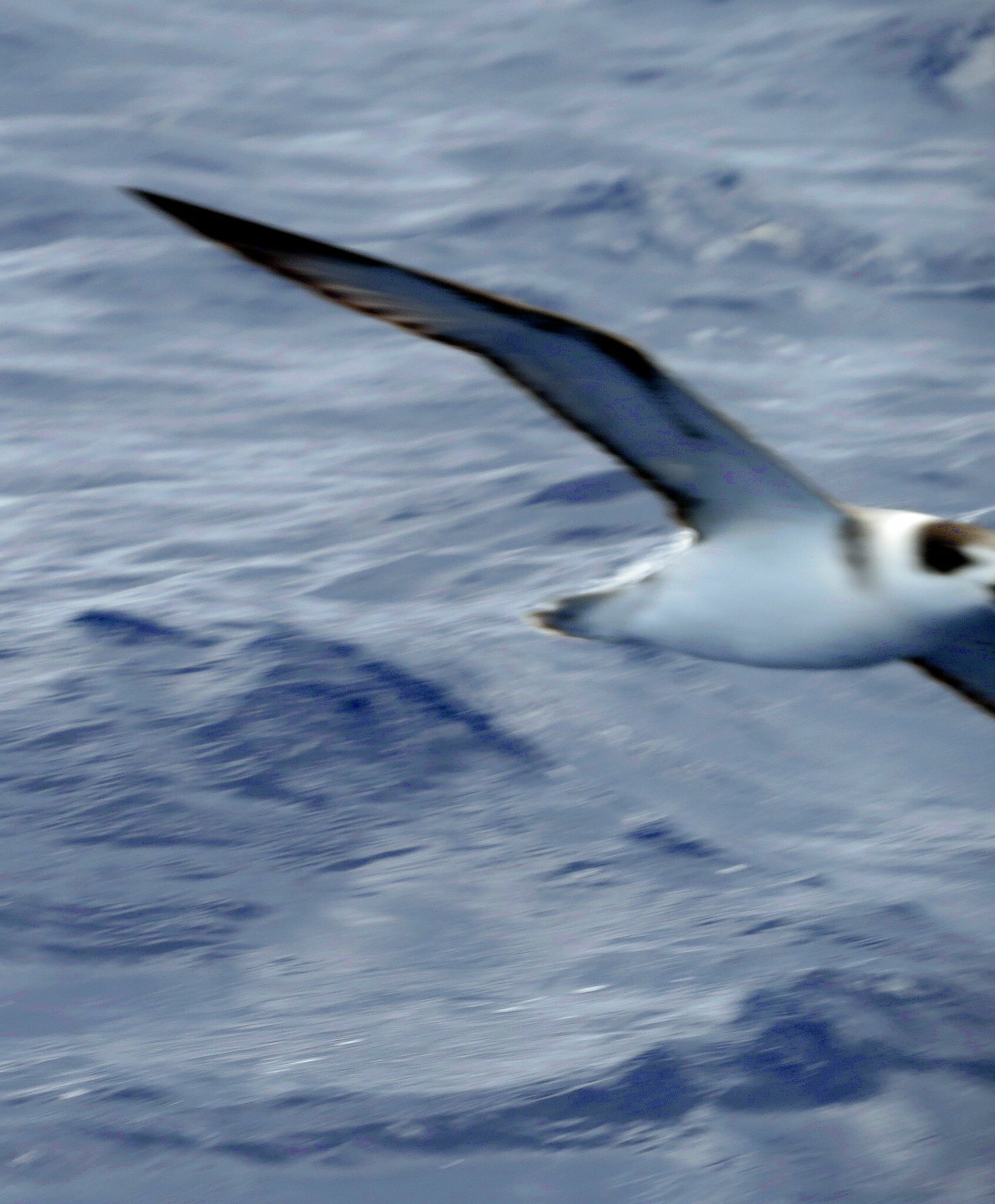 White-necked Petrel (Pterodroma cervicalis), photo 1