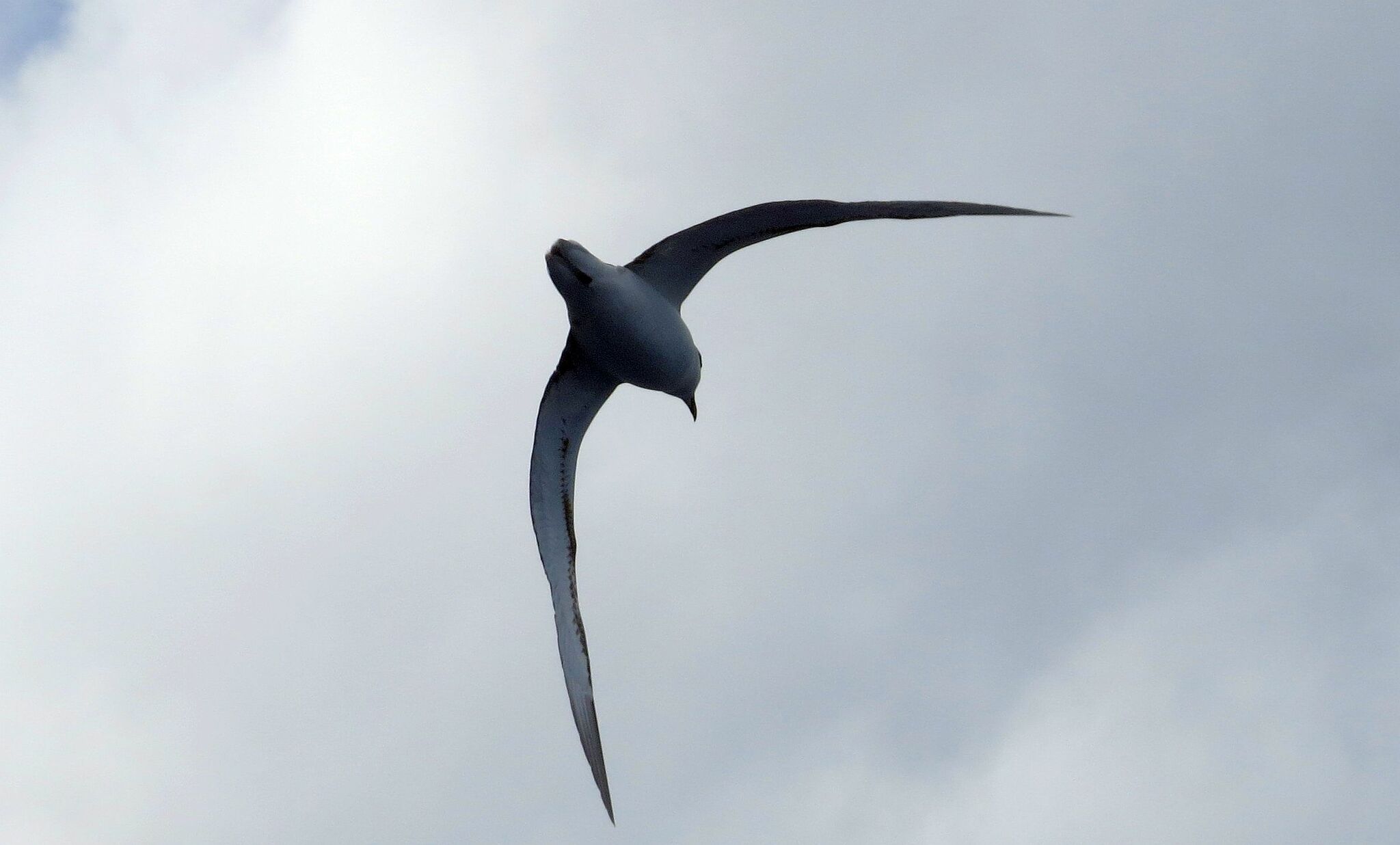 White-necked Petrel (Pterodroma cervicalis), photo 2