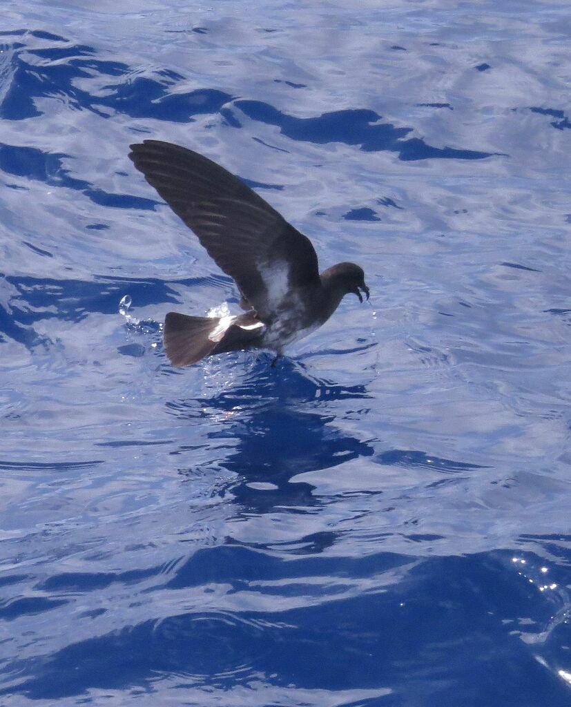 White-bellied Storm-petrel