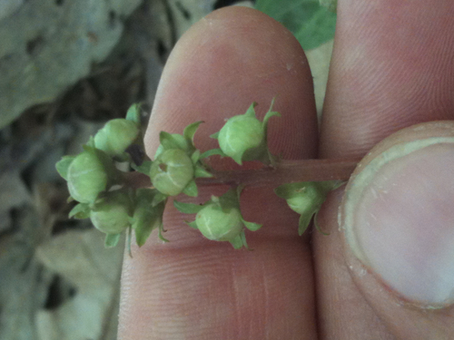 American wintergreen