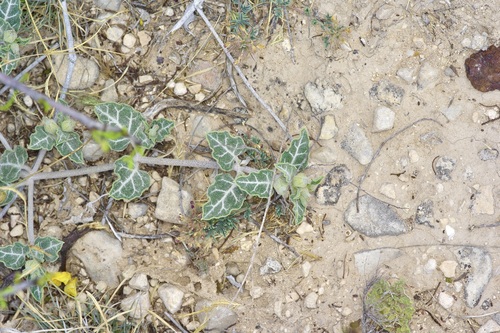 Texas Trumpets (Acleisanthes crassifolia)