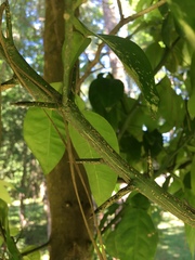 Citrus paridisi