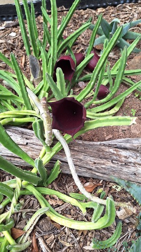 Ceropegia leendertziae