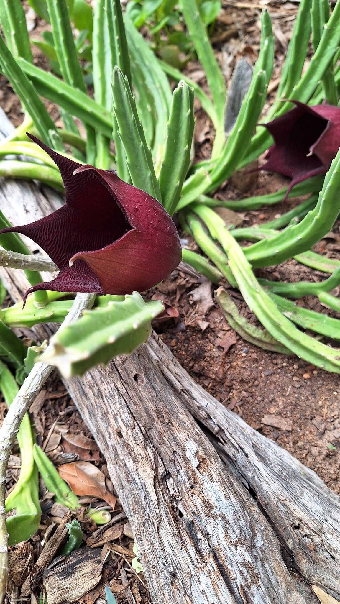 Stapelia wilmaniae 3