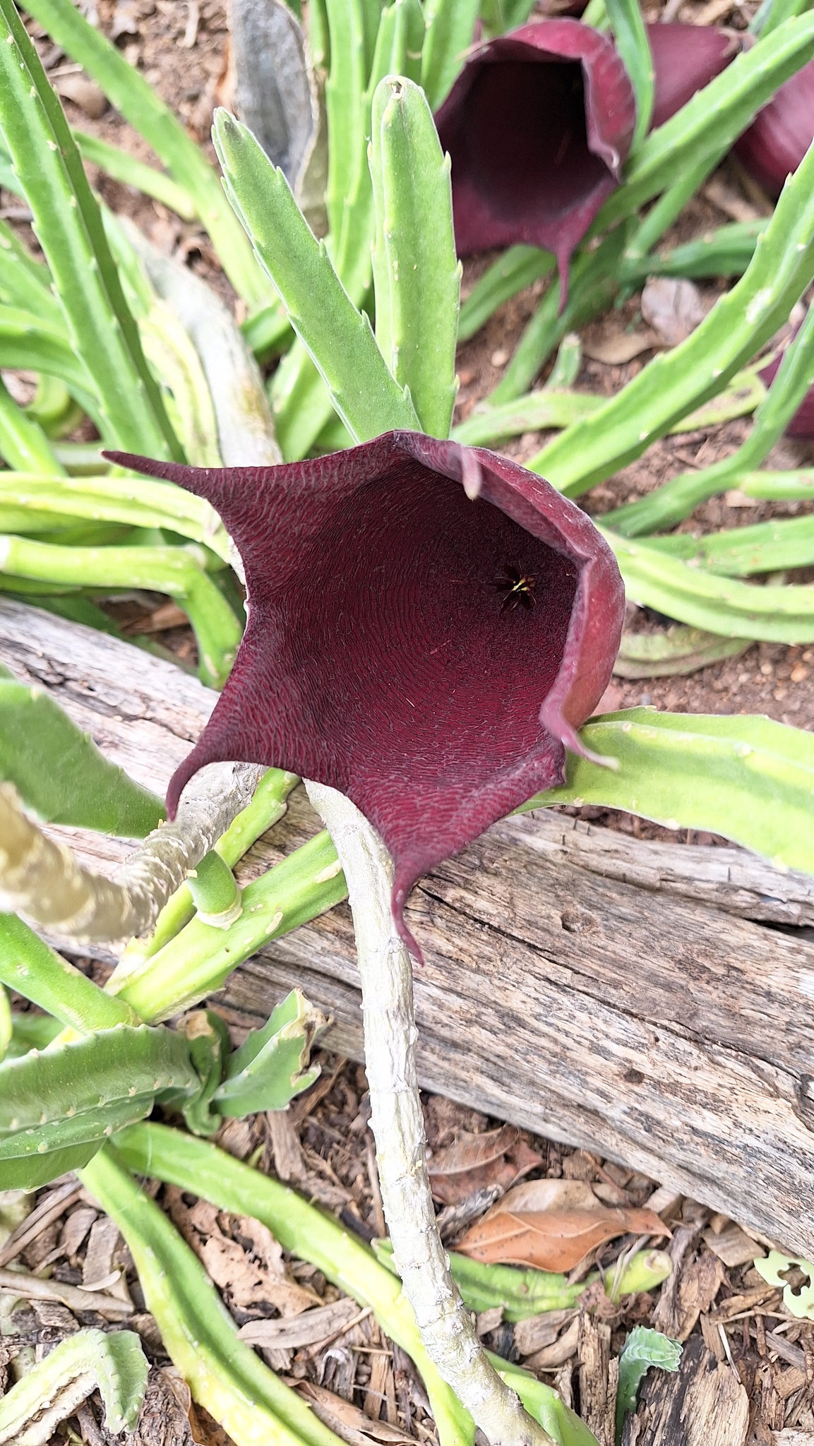 Stapelia leendertziae f. cristata