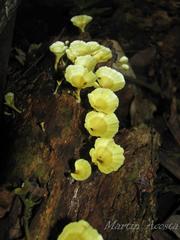 Cotylidia aurantiaca