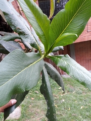 Escallonia pendula