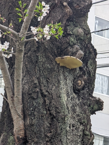 観察された菌類