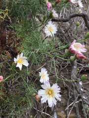 Malacothrix saxatilis implicata