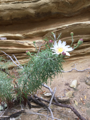 Malacothrix saxatilis implicata