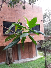 Escallonia pendula