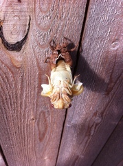 Megatibicen dorsatus