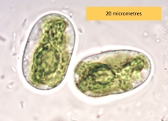 Mesotaenium macrococcum