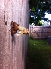 Megatibicen dorsatus