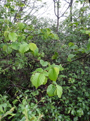 Corylus avellana